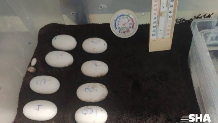 İstanbul 10 yeni timsah yavrusunu bekliyor