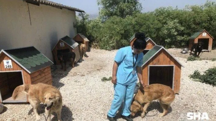 (ÖZEL) Korona virüs evcil hayvanları da vurdu