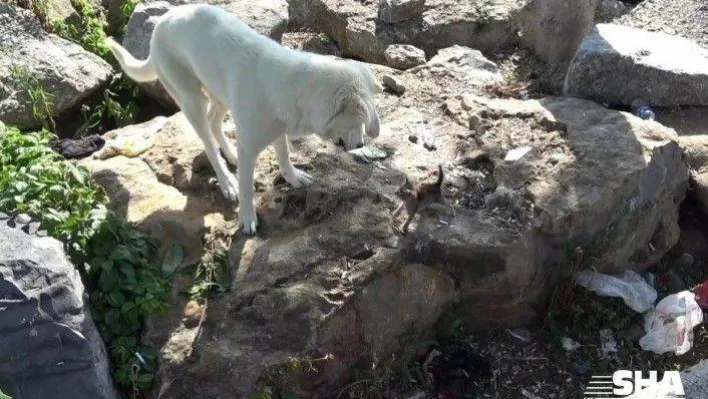 (Özel) Yavru kedi ile köpeğin gülümseten dostluğu