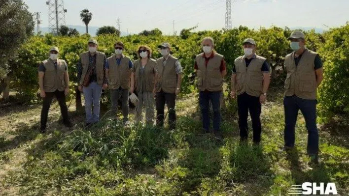 Üzüm ürününde sıcak hava zararı ile ilgili çalışmalara başlandı