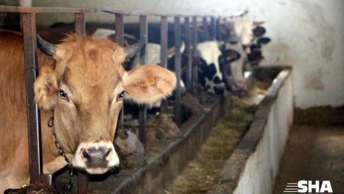 Kredi kartıyla veya taksitle kurban kesilir mi?