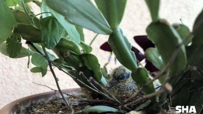 (Özel) Evin balkonundaki yılbaşı çiçeği kumruların yuvası oldu