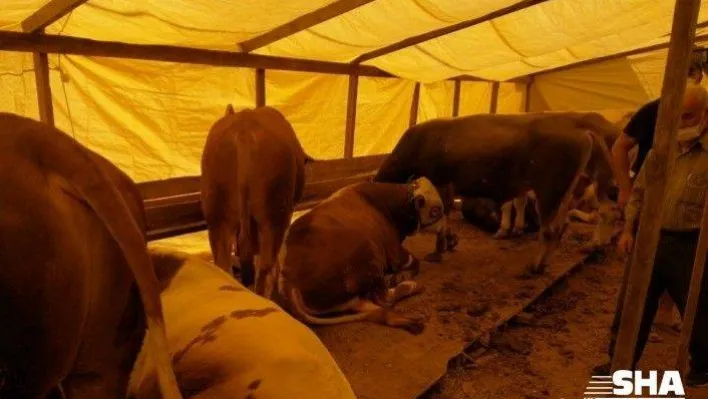 (Özel) Hayvan pazarlarında sosyal mesafeli pazarlıklar başladı