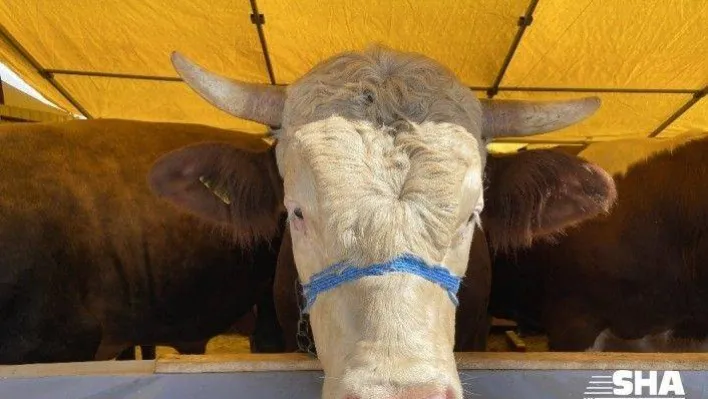 (Özel) Otomobil fiyatına 1 ton 150 kiloluk kurbanlık