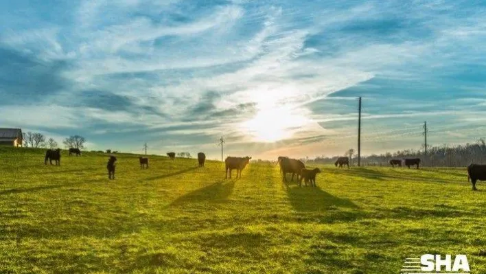 Pandemi nedeniyle eve teslim kurban hizmetine rağbet arttı