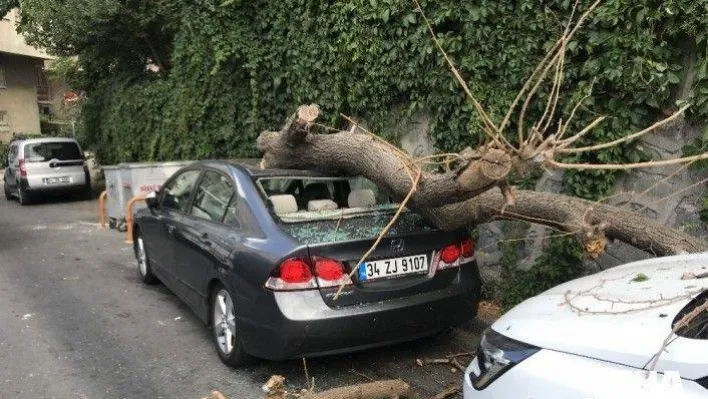 Park halindeki 2 aracın üzerine ağaç devrildi