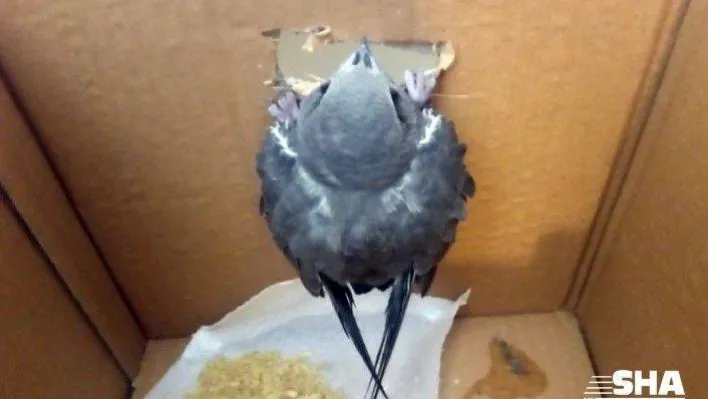 Taksim'de vatandaşlar yaralanan Ebabil Kuşu için seferber oldu