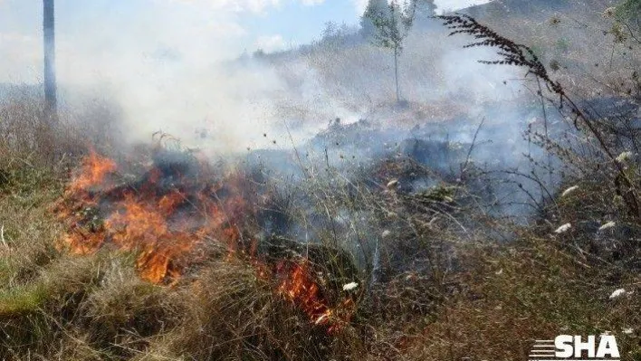 Tuzla'da otluk alanda yangın çıktı, çekirgeler kaldırımı istila etti