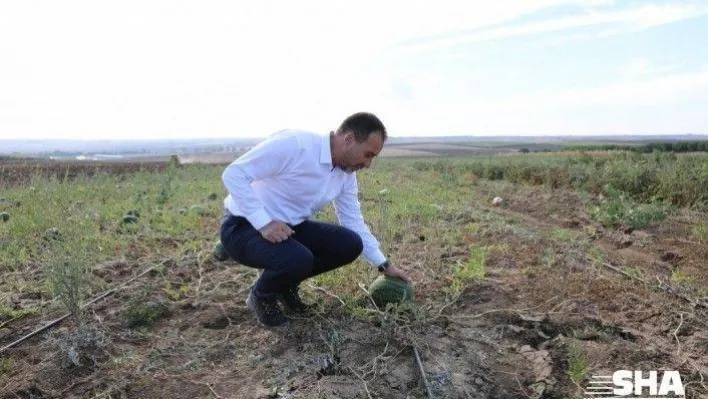 Çekirdeği Tohum Kendisi Pekmez Oldu