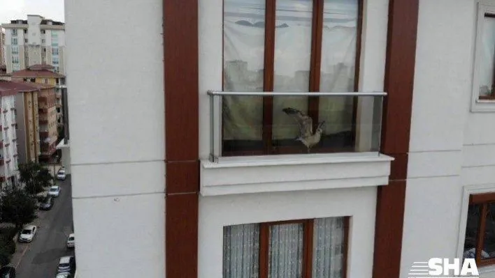 (Özel) Sorumsuz ev sahibinin ölüme terk ettiği martı, 6 saatlik kurtarma operasyonu ile özgürlüğüne kavuştu