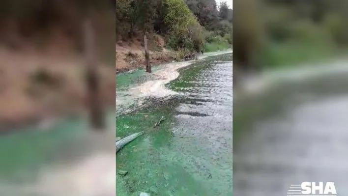 (ÖZEL)Sultangazi'de baraj suyu yeşile döndü