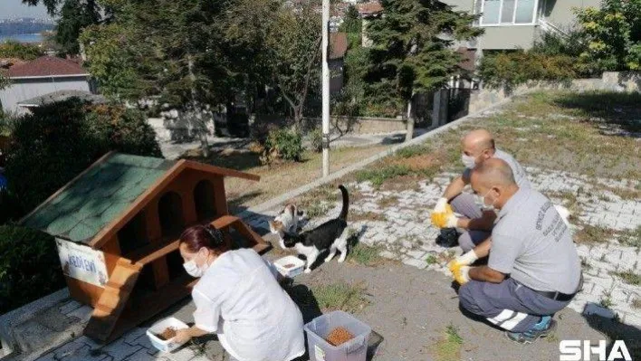 Beykoz Belediyesi 4 Ekim Hayvanları Koruma Gününde sokak hayvanlarını unutmadı