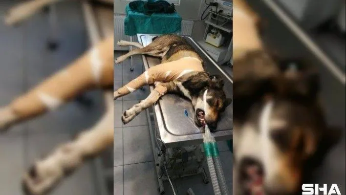 Sarıyer'de aracın köpeği ezdiği an kamerada