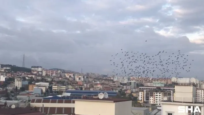 (Özel) Sığırcıkların gökyüzünde görsel şöleni görenleri hayran bıraktı