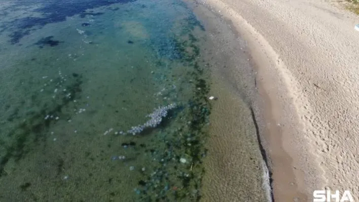Avcılar'da sahilde deniz anası istilası havadan görüntülendi
