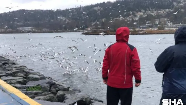 Haliç'te martı ve kazların yemek yeme sırası görenleri mest ediyor