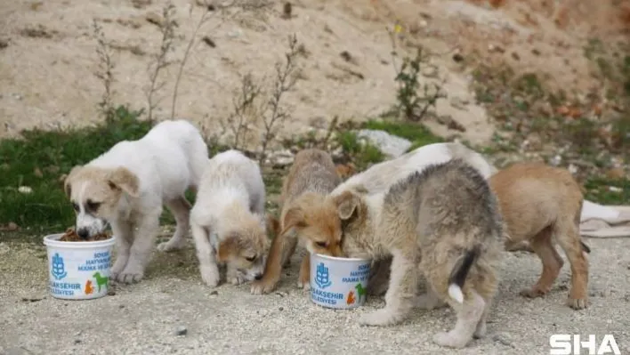 Kısıtlama günlerinde Başakşehir'de sokak hayvanları unutulmuyor