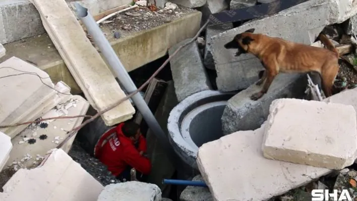 AFAD'ın sınavını geçen köpekler afetlerde görev alıyor