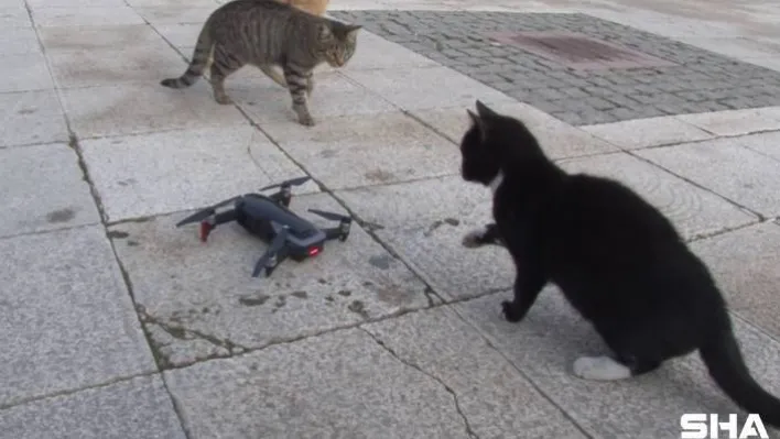 (Özel) Kedilerin 'drone' a saldırısı renkli görüntülere sahne oldu