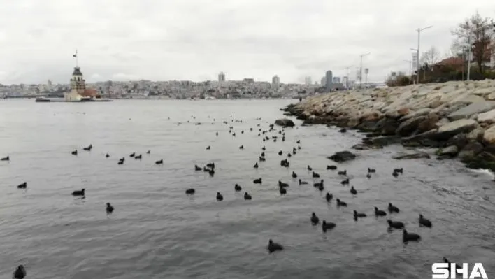 (Özel) Kız kulesinde karabatakların masalsı dansı havadan görüntülendi