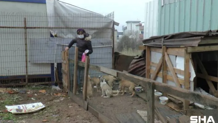 (ÖZEL) Otomobil çarpan köpeğin yardımına diğer köpekler koştu