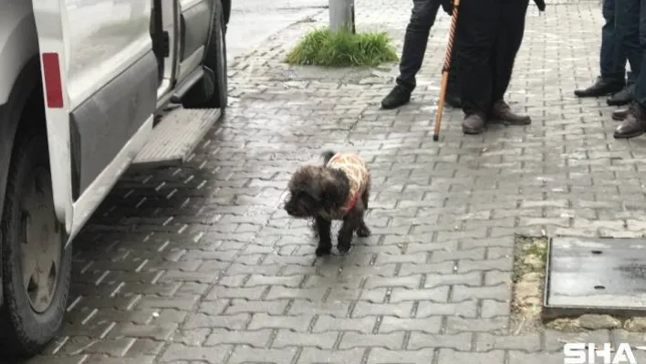 Sahibi börekçide bıçaklanan köpek, ambulansın başında böyle bekledi