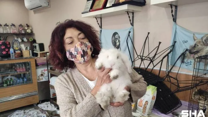 Barınağa terkedilen 'Misket' tavşan yuva arıyor