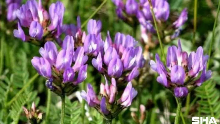 Geven Otu yaşlanma karşıtı ürün pazarını değiştirebilir