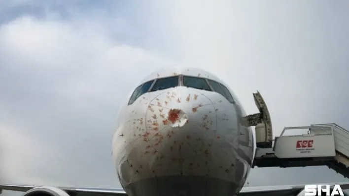 Kuş sürüsüne giren THY'nin kargo uçağı geri döndü