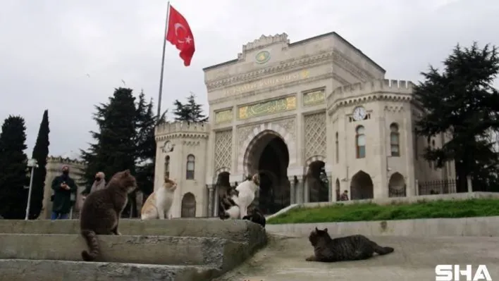 (Özel) Kedi sevgisi öğrencileri 40 bin TL borca soktu