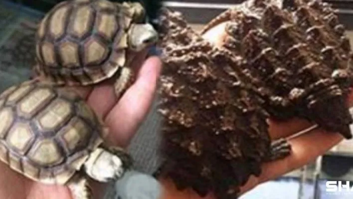 Yasadışı hayvan ticaretine jandarma engeli