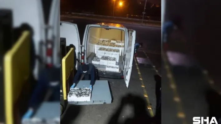 Gürpınar Su Ürünleri Hali'nde canlı deniz böceği ve ıstakoz ele geçirildi