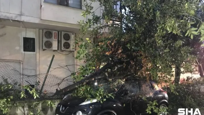 Kadıköy'de şiddetli rüzgarda park halindeki otomobilin üzerine ağaç devrildi