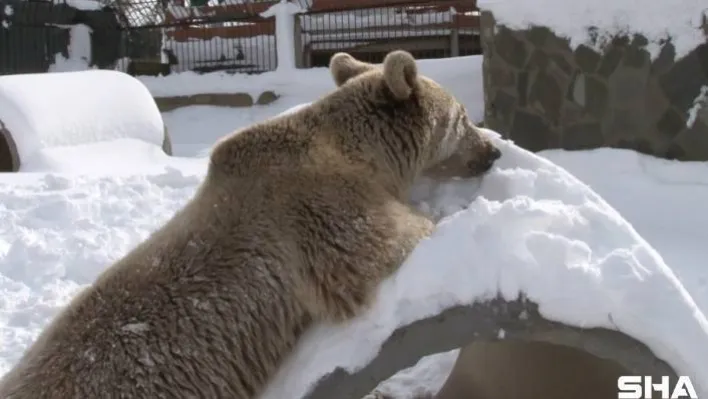 (Özel) Karın keyfini çıkaran ayı, bakıcısıyla güreş tuttu