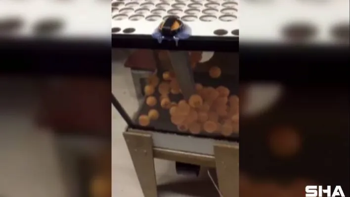 Kumar oynarken basıldılar, saman balyasının arkasına saklandılar