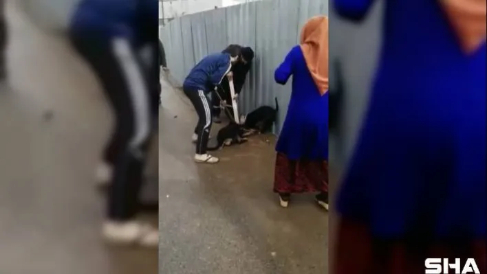 (Özel)- Sultanbeyli'de pitbull dehşeti: Sokak köpeği güçlükle kurtarıldı