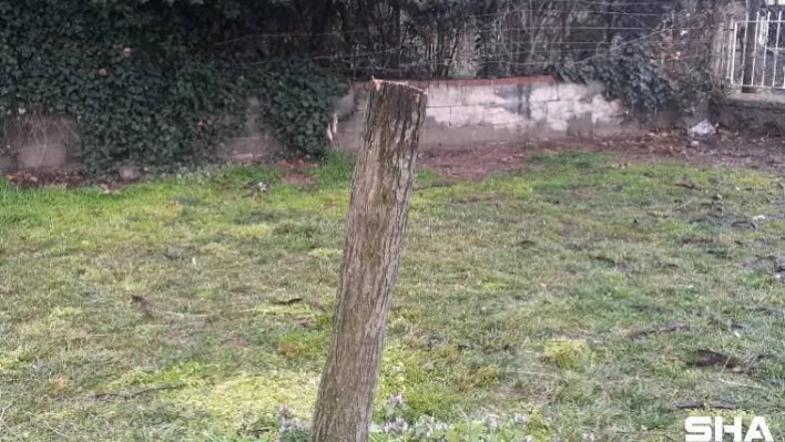 Üsküdar'da gece yarısı elektrikli testereyle ağaç kesenler suçüstü yakalandı