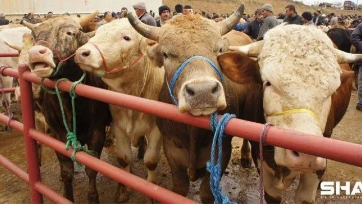 'Kara kabarcık' ya da 'çoban çıbanı' deyip geçmeyin