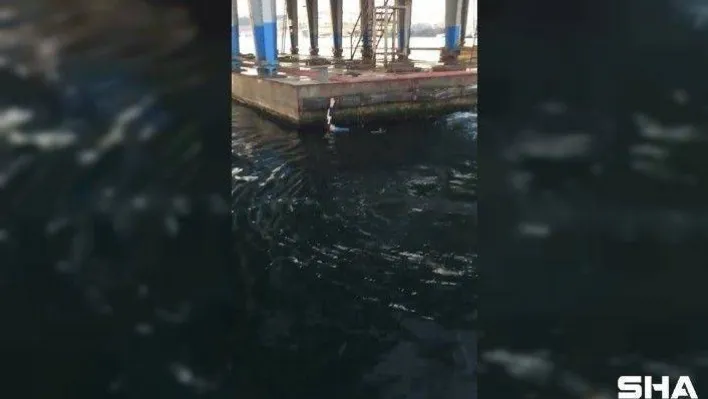 Unkapanı Köprüsü'nden denize atlayan şahsı yolcu teknesi kaptanı kurtardı
