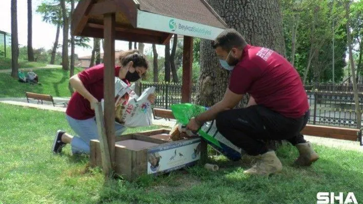 Beykoz'da tam kapanma döneminde sokak hayvanları unutulmadı