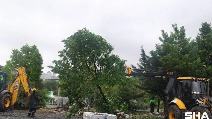 Beylikdüzü'nde belediye ekiplerinin 160 ağacı söktüğü iddiası tepki topladı