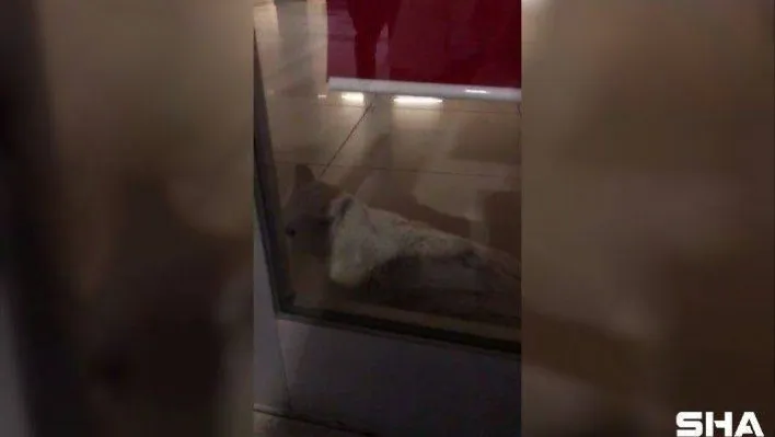 (Özel) Arnavutköy'de bankanın alarmı çalınca polis ekipleri harekete geçti