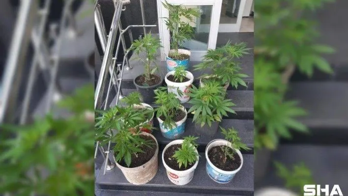 (Özel) İstanbul'da hint keneviri operasyonu: Merdiven altında 13 kök ele geçirildi