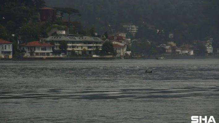 Yağmurla birlikte yunus sürüsü İstanbul Boğazı'na akın etti