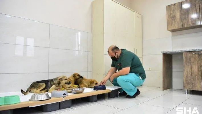 Avcılar'da zehirlenen yavru köpekler belediye ekiplerince kurtarıldı