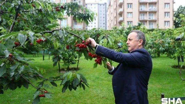 Kirazlar bu yıl filyasyon ekipleri için toplandı