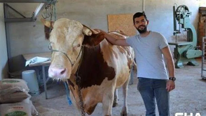 (ÖZEL) 1,3 tonluk 'Tosun' 58 bin liraya alıcı bekliyor