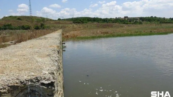 (Özel) Ömerli Barajında ölen balıklar iş makineleriyle toprağa gömülüyor