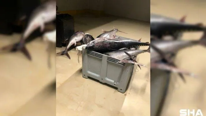 Beylikdüzü'nde yasak dönemde avlanan bin 600 kilo orkinos balığına el konuldu