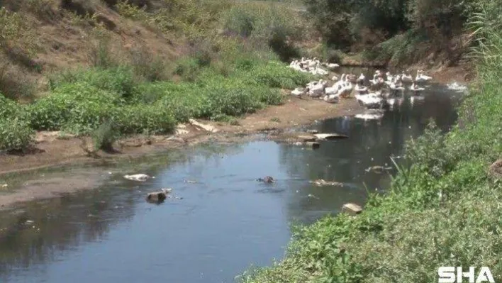 İstanbul'un en büyük içme suyu kaynağı olan Alibeyköy Barajına akan dere korkuttu